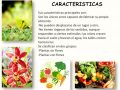 Características generales del reino vegetal