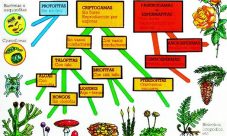 Ejemplos del reino vegetal