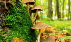 Diferencias entre el reino fungi y el reino vegetal