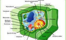 Estructura celular del reino vegetal