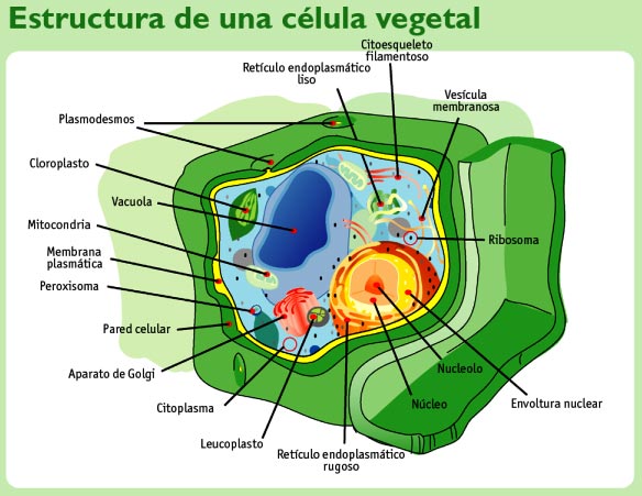 Estructura celular del reino vegetal