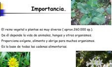 Importancia biológica del reino vegetal