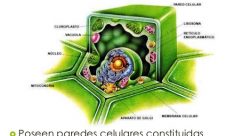 ¿Por qué el reino vegetal es multicelular?