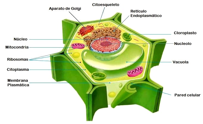 ¿Cuál es el tipo de célula del reino vegetal?