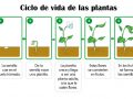 ¿Cuál es el ciclo de la vida de las plantas?