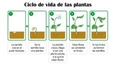 ¿Cuál es el ciclo de la vida de las plantas?