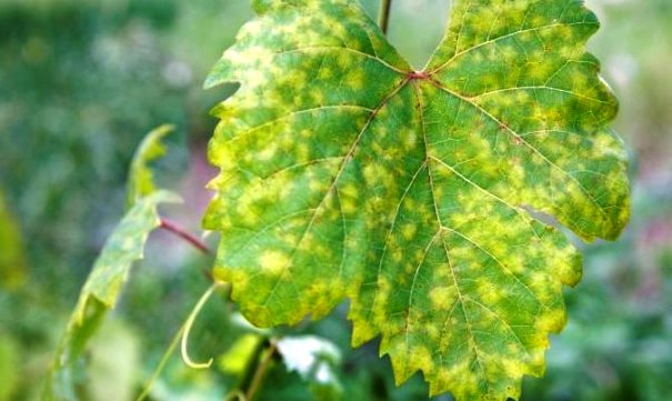 ¿Cuáles son las enfermedades más comunes en las plantas?