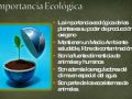 Función ecológica del reino vegetal