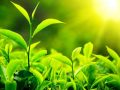 Importancia del sol para las plantas