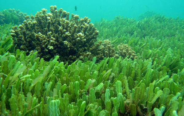 ¿Por qué las algas no se incluyen en el reino vegetal?