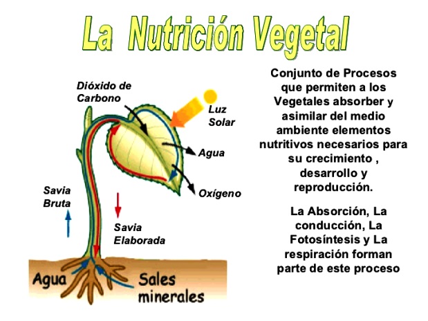 ¿Cuál es el tipo de nutrición del reino vegetal?