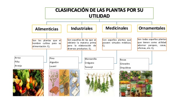 ¿Qué utilidades y usos tiene el reino vegetal?